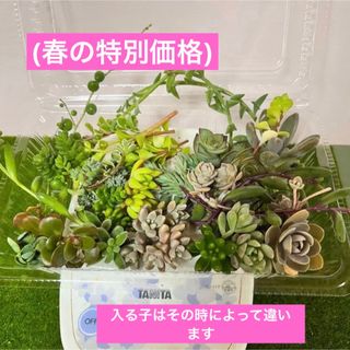 多肉植物カット苗〜詰め合わせ〜100gパック (フードパック発送)(その他)