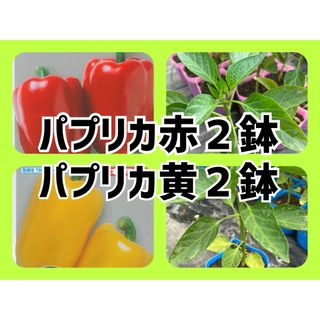 種苗店が発送‼️黄色、赤色パプリカ２鉢ずつのセット‼️(野菜)