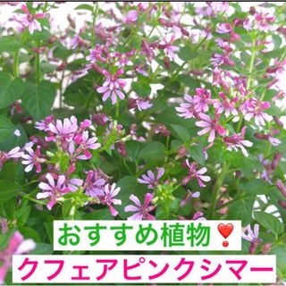 人気植物❣️クフェア(ピンクシマー)苗　一株(その他)