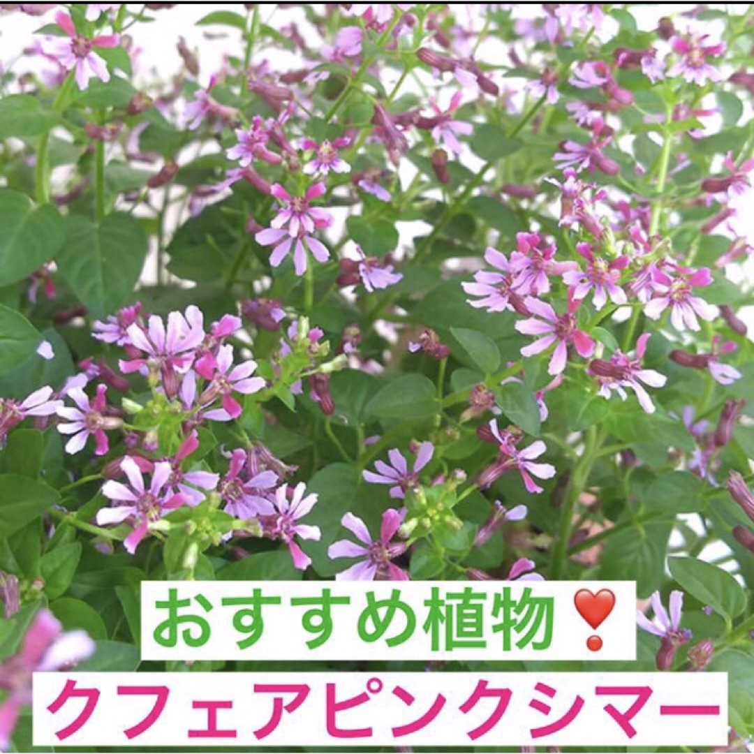 人気植物❣️クフェア(ピンクシマー)苗　一株 ハンドメイドのフラワー/ガーデン(その他)の商品写真