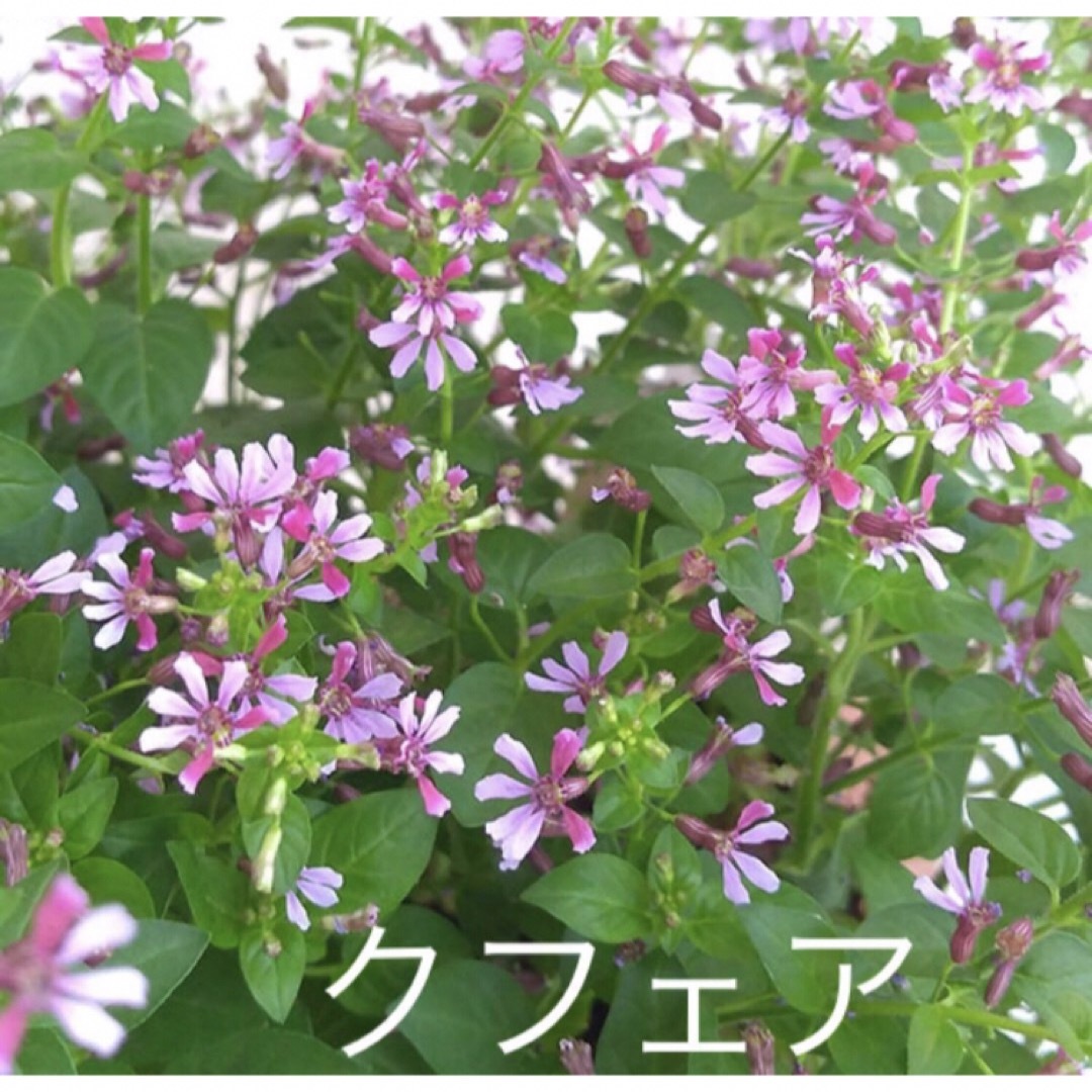 人気植物❣️クフェア(ピンクシマー)苗　一株 ハンドメイドのフラワー/ガーデン(その他)の商品写真