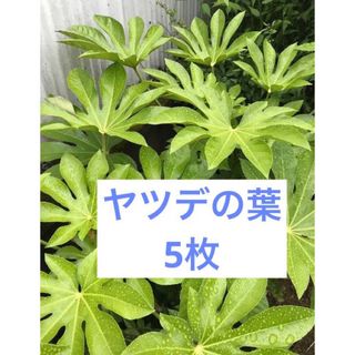 ヤツデの葉5枚(その他)