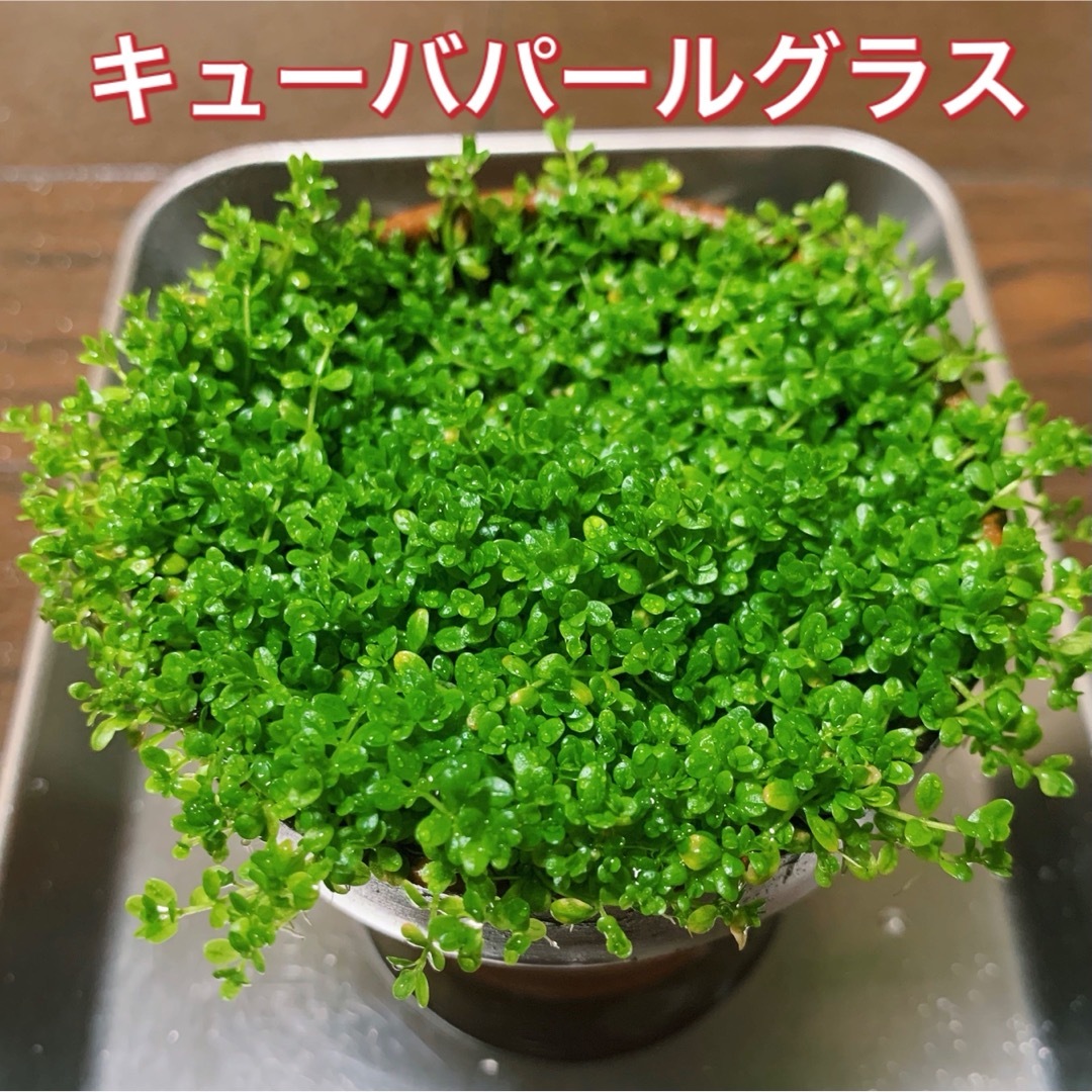 水草 キューバパールグラス 送料無料 その他のペット用品(アクアリウム)の商品写真