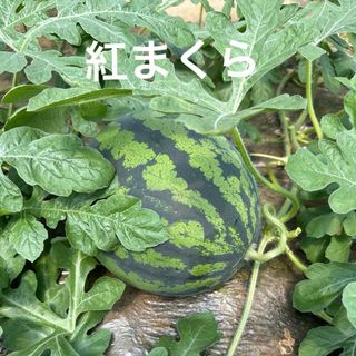 産地直送 熊本植木町スイカ【1玉入り】6kg(フルーツ)