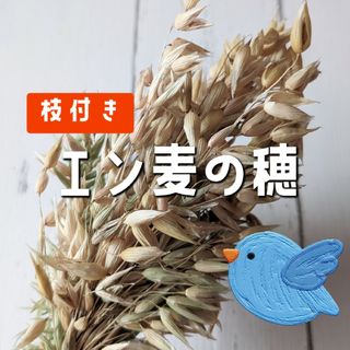 兵庫県産無農薬 2024年度 枝付き エン麦の穂 100グラム(鳥)