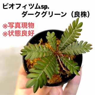 ◆ビオフィツムsp.ダークグリーンタイプ  #植物さかな屋　#パルダリウム(その他)