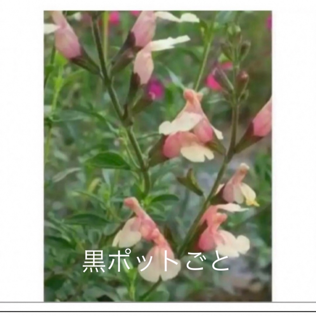 チェリーセージ・サーモンイエロー苗(黒ポットごと、抜き苗ではありません！)A ハンドメイドのフラワー/ガーデン(その他)の商品写真