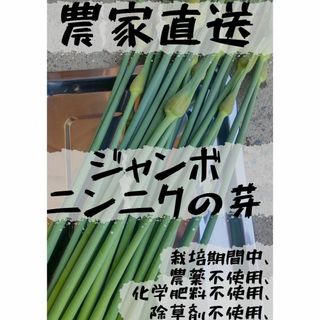 [農家直送]ジャンボニンニクの芽700g以上(栽培期間、農薬・化学肥料不使用).(野菜)