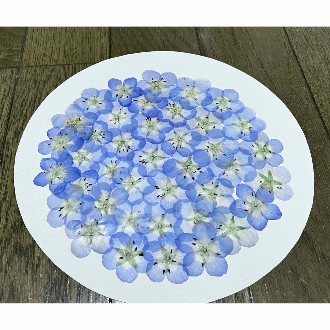 銀の紫陽花のお花畑で咲いた青く美しいネモフィラの押し花‼️ ハンドメイドのフラワー/ガーデン(ドライフラワー)の商品写真
