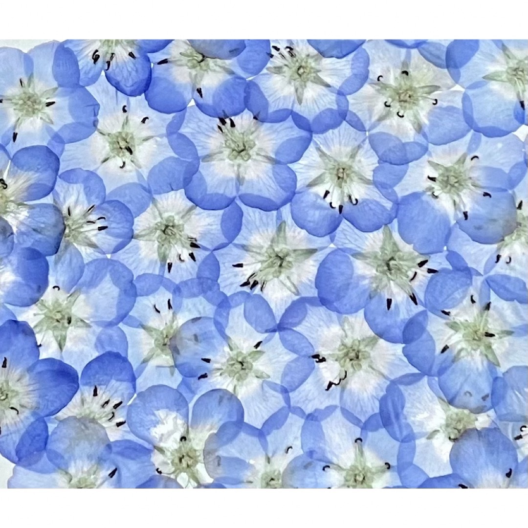 銀の紫陽花のお花畑で咲いた青く美しいネモフィラの押し花‼️ ハンドメイドのフラワー/ガーデン(ドライフラワー)の商品写真