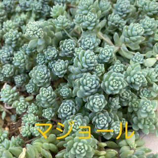 多肉植物✳︎ セダム　マジョール　カット苗(プランター)