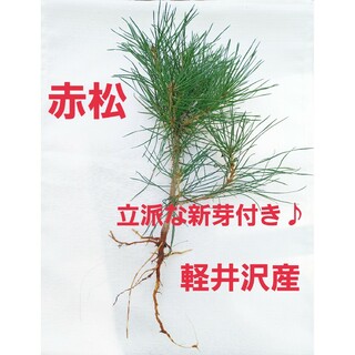元気いっぱい♪︎ 信州軽井沢産 天然無農薬 赤松の苗木20～25㎝ 松の葉
