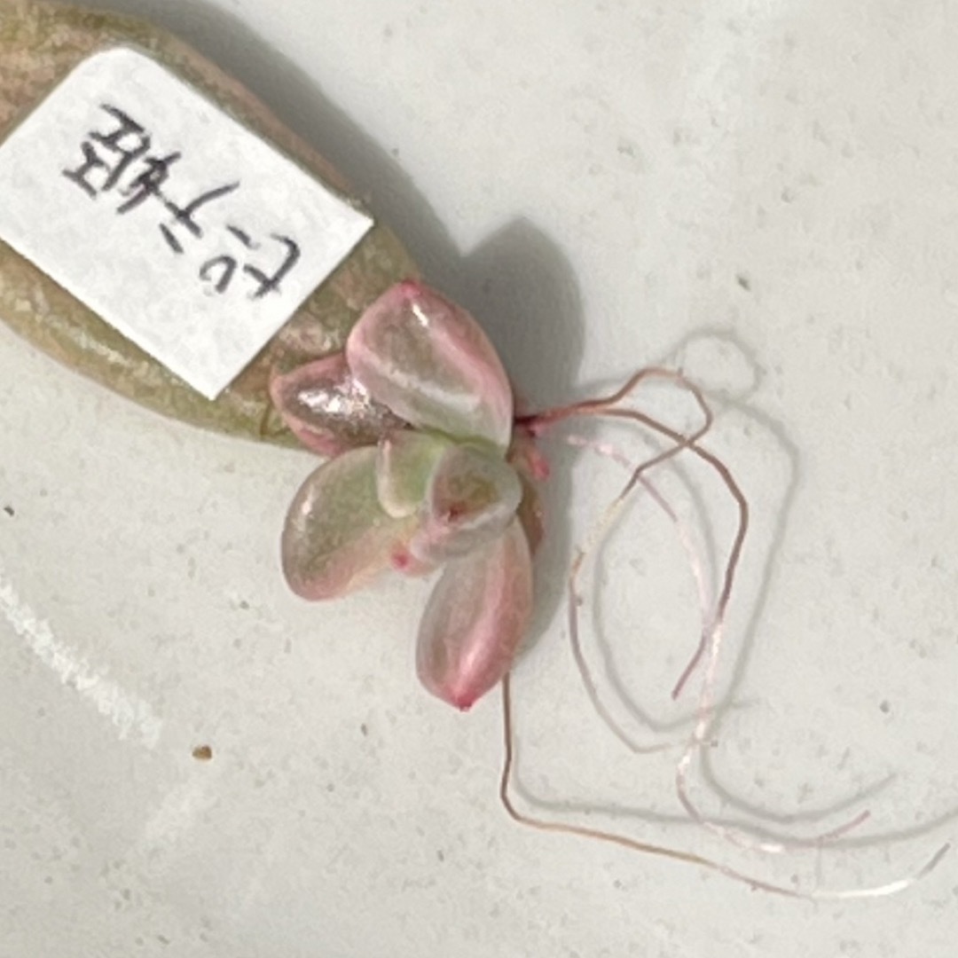 多肉植物^o^ 葉挿し赤ちゃんピーチ姫 ハンドメイドのフラワー/ガーデン(プランター)の商品写真
