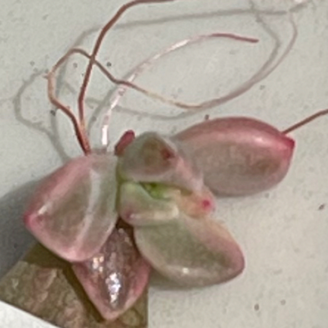 多肉植物^o^ 葉挿し赤ちゃんピーチ姫 ハンドメイドのフラワー/ガーデン(プランター)の商品写真