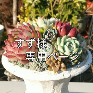 根付き苗　　クリーム玉蛋白（黒ポットごと)　　　　多肉植物