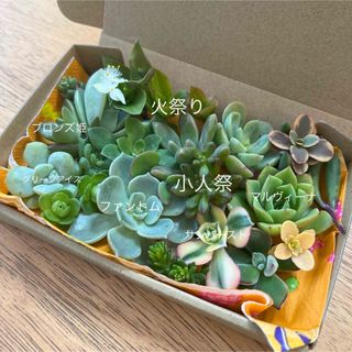 多肉植物　セダム　カット苗　カラフル　詰め合わせ