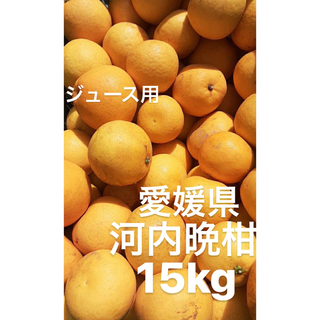 訳あり品　愛媛県産　河内晩柑　宇和ゴールド　柑橘　ジュース用　15kg