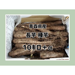 【農家直送】青森県産 長芋 種芋 10キロ＋‪α  芽あり(野菜)