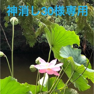 神消30様専用画像(個人装備)