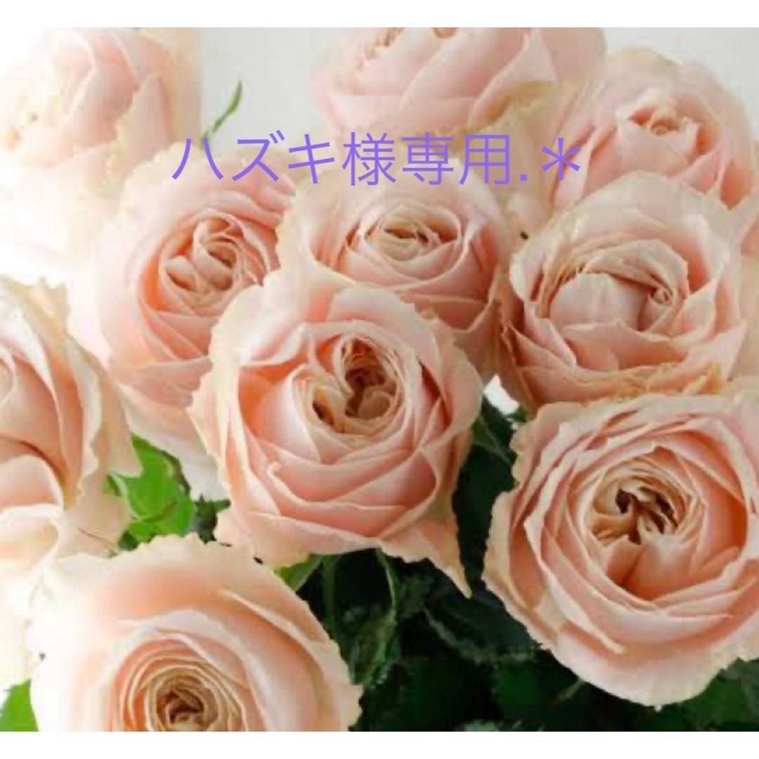 バラ苗.＊和バラ.ソフトピンク.コロンと可愛らしい薔薇.＊ ハンドメイドのフラワー/ガーデン(その他)の商品写真