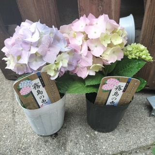 紫陽花　紫陽花苗　アジサイ　アジサイ苗　霧島の恵　母の日(その他)