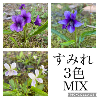 【採れたて】　　すみれ　種子　300粒　スミレ　青　白　紫　mix(その他)