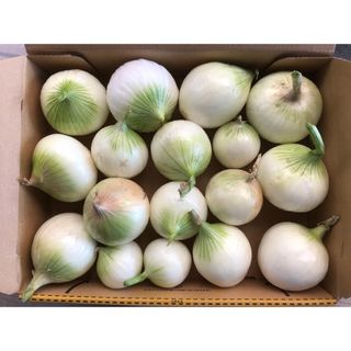 新玉ねぎ　1.3kg箱込　徳島県産　栽培中農薬不使用です(野菜)