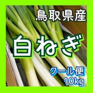 【クール便】白ネギ 10kg~ Lサイズ(1.5cm程度) 白ねぎ 長ねぎ B品(野菜)