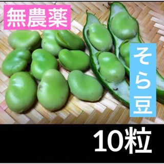 家庭菜園 プランター栽培 そら豆  種10粒　エスディージーズ  自然菜園(野菜)