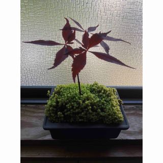 もみじの鉢植え(その他)