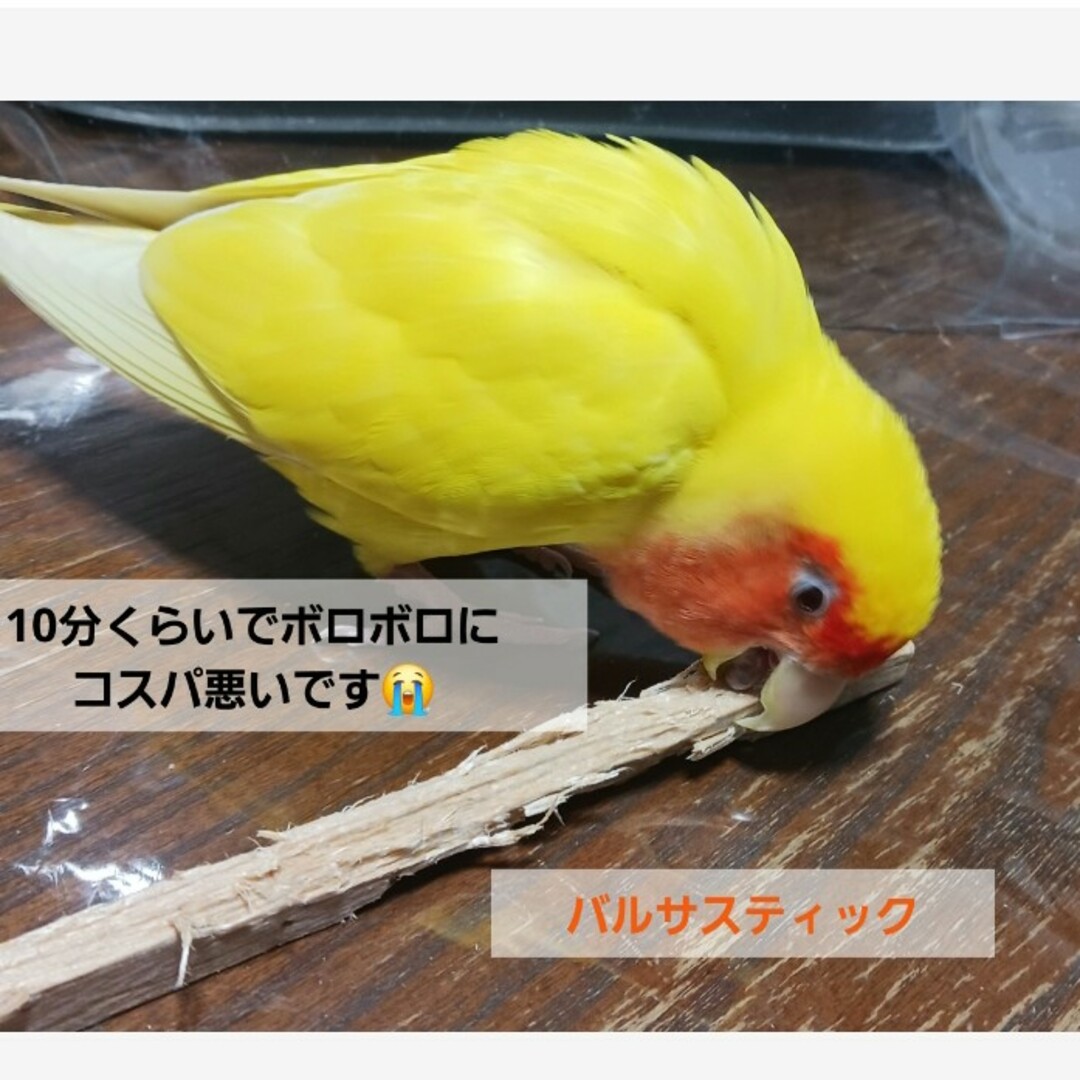 z17⭐　い草お試しセット　⭐　インコ　カジカジ、ガジガジおもちゃ　バードトイ その他のペット用品(鳥)の商品写真