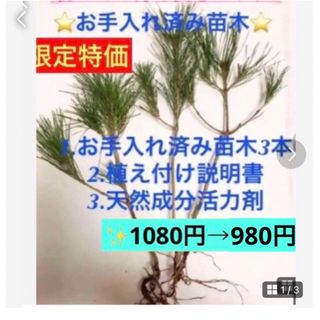 初めての方も安心セット【赤松苗木3本セット】植付け説明書　水揚げ用天然成分活力剤