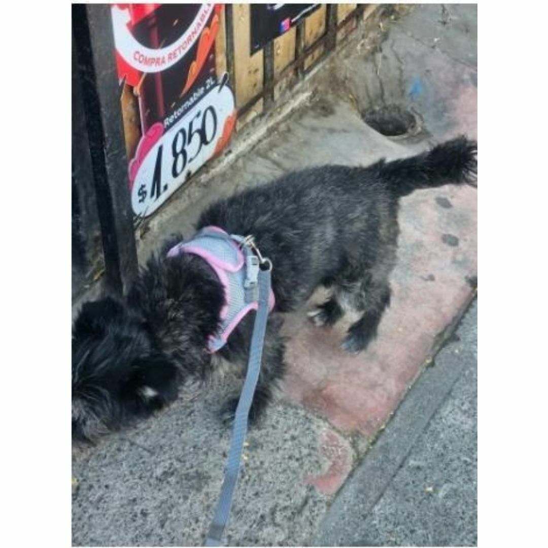 カラー：ピンク　犬の散歩に便利なハーネスとリードのセット その他のペット用品(犬)の商品写真