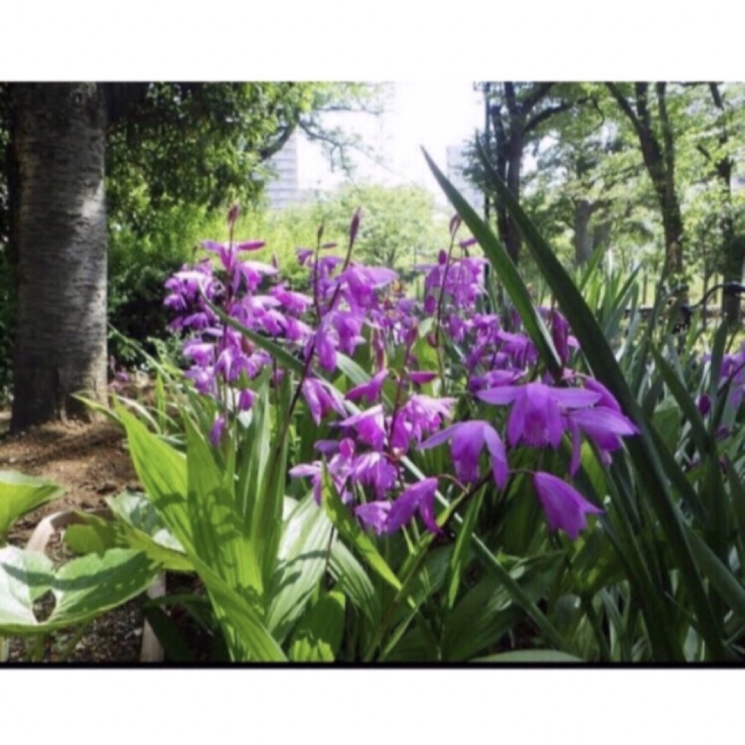 すいすい様　紫蘭　10株．オマケ ハンドメイドのフラワー/ガーデン(その他)の商品写真