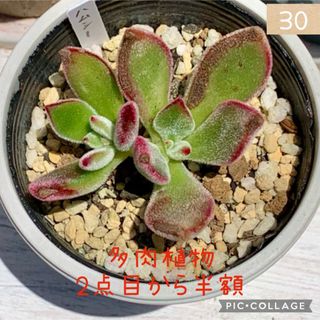 多肉植物<30  ハムシー　抜き苗(その他)