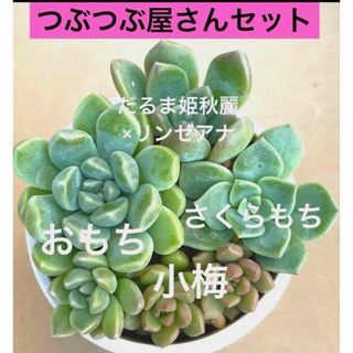 つぶつぶ屋さんセット　4種　だるま姫秋麗交配種　