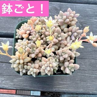 鉢ごと！群生♡姫秀麗根付き多肉植物姫秋麗(その他)