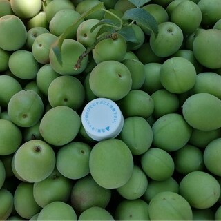 福岡県うきは市産 自然栽培青梅1.1kg(フルーツ)