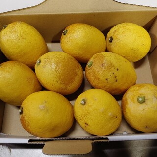 国産 無農薬 レモン 1.1kg 送料無料
