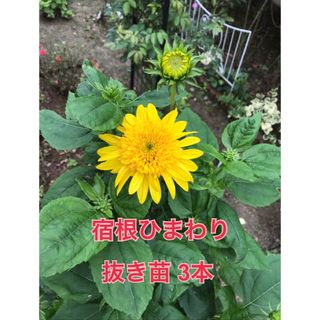 宿根ひまわり　抜き苗(その他)