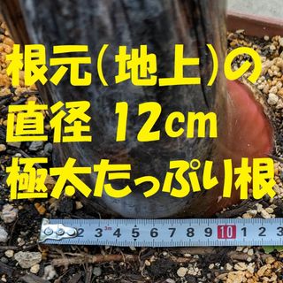 【アイスクリームバナナの苗】極太の根も含めて全長100cm 無農薬 高知産②(その他)