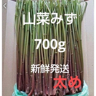 21 山菜　みず　ミズ　700g  新鮮発送(野菜)