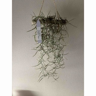 ウスネオイデス チランジア 観葉植物 エアプランツ スパニッシュモス インテリア