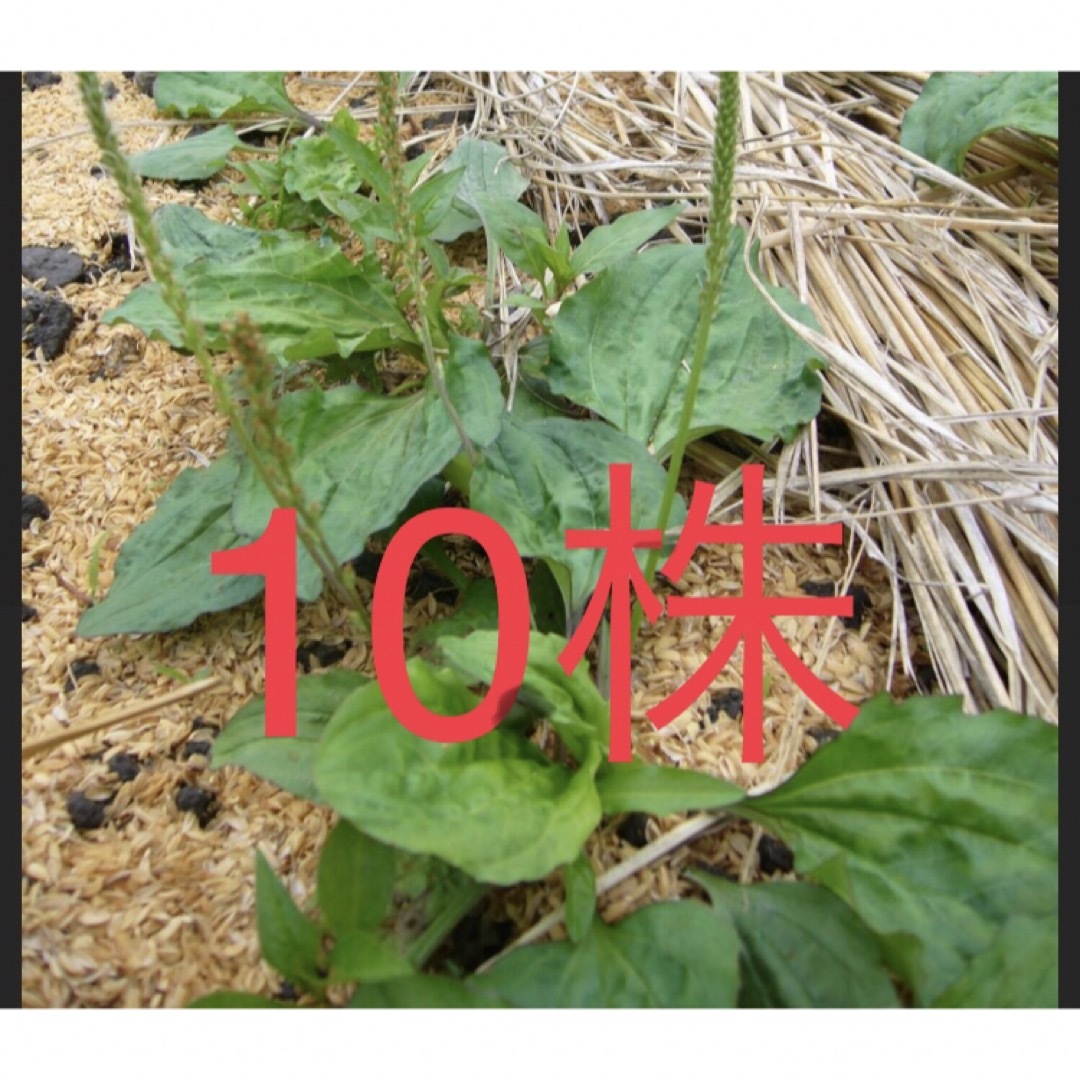 オオバコ 10株　無農薬　薬草　山野草　苗　カメ、インコのおやつに ハンドメイドのフラワー/ガーデン(その他)の商品写真