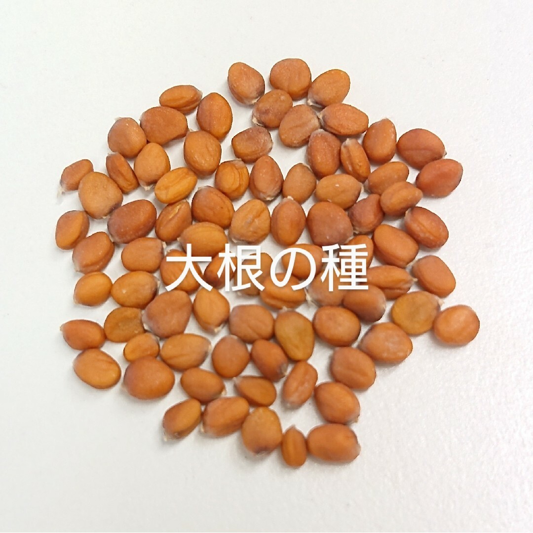 【自然栽培】青首総太り大根の種30粒⑦ 食品/飲料/酒の食品(野菜)の商品写真