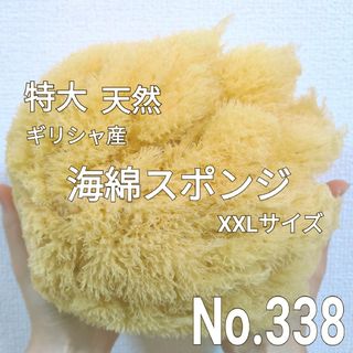 天然 特大！ 海綿スポンジ ギリシャ産 グラス種 XXLサイズ No.338(バスグッズ)