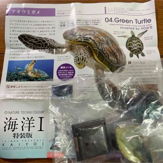 海洋I アオウミガメ(その他)