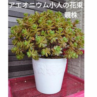 66♥アエオニウム小人の花束♥　根あり　多肉植物(ドライフラワー)