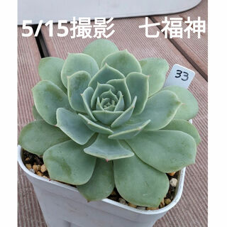33♥七福神♥　根あり　多肉植物(その他)