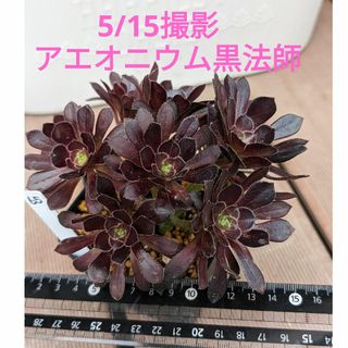 65♥アエオニウム黒法師♥　根あり　多肉植物(ドライフラワー)